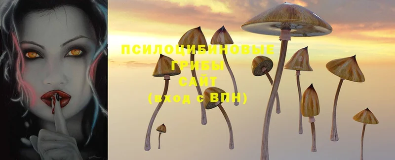 Галлюциногенные грибы Cubensis Шахты